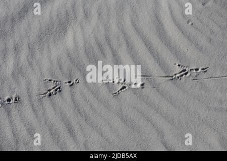 Vogelspuren durch den weißen Gipssand des White Sands National Monument; Alamagordo, New Mexico, Vereinigte Staaten von Amerika Stockfoto