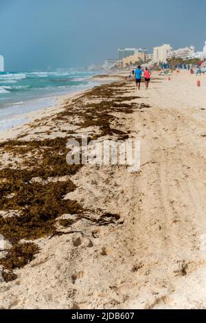 Sargassum am Strand von Cancun, Mexiko Stockfoto