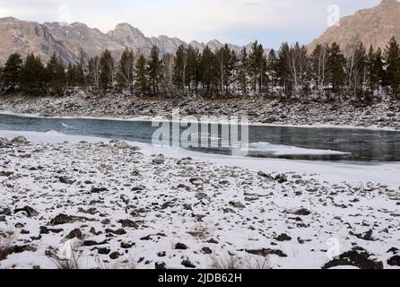 Das schneebedeckte Ufer eines unbefrorenen Gebirgsflusses mit Pinien an den Ufern, umgeben von hohen Bergketten. Katun, Altai, Sibirien, Stockfoto