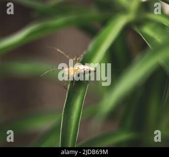 Spinnen mit vielen Beinen auf Blumen Stockfoto