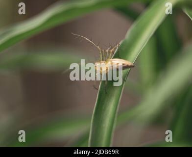 Spinnen mit vielen Beinen auf Blumen Stockfoto