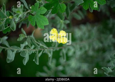 Spinnen auf Blumen Stockfoto