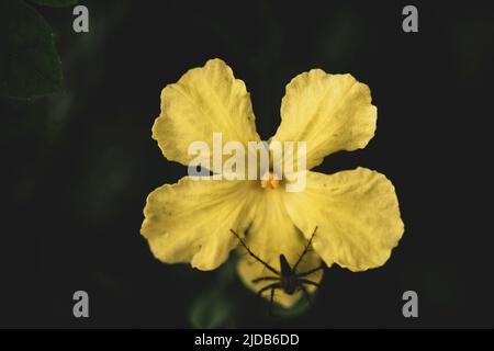 Spinnen auf Blumen Stockfoto