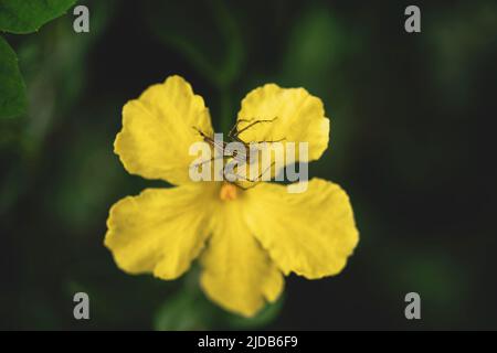 Spinnen auf Blumen Stockfoto