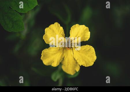 Spinnen auf Blumen Stockfoto