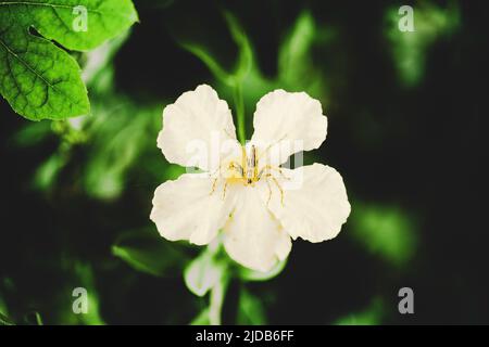 Spinnen auf Blumen Stockfoto