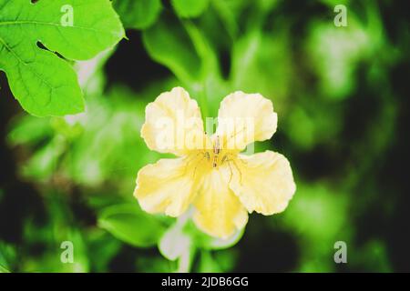 Spinnen auf Blumen Stockfoto