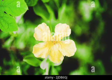 Spinnen auf Blumen Stockfoto