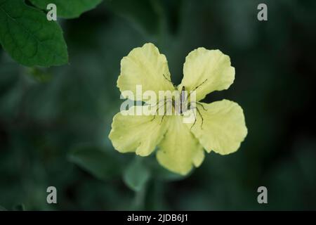 Spinnen auf Blumen Stockfoto