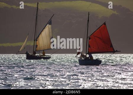 Segeltörns mit Austernbaggern auf dem Austernbett in Carrick Roads, der Mündung des Flusses Fal, nahe Falmouth, Cornwall, Großbritannien Stockfoto