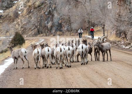 Zwei Radfahrer nähern sich einer Herde von Bighorn-Schafen (Ovis canadensis) im Waterton Canyon, Colorado. Stockfoto