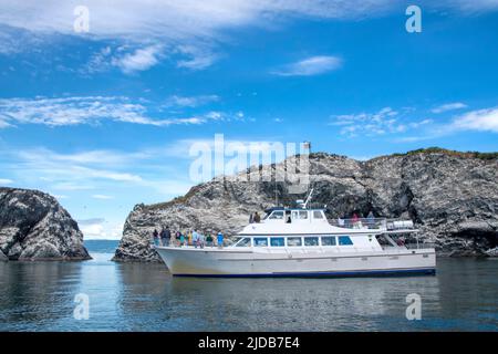 Die Discovery, ein Ausflugsboot in Homer, Alaska, bringt Vogelbeobachter zur Möll Island Seevögelkolonie in Kachemak Bay. Stockfoto