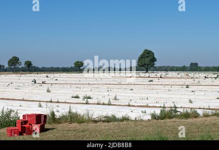 Im Frühjahr ernten viele Arbeiter in Bayern den frischen Spargel auf dem Feld. Kunststoffboxen im Vordergrund. Im Hintergrund Bäume und der blaue Himmel Stockfoto