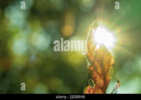 Insekten fliegen überall im tropischen Dschungel von südvietnam Stockfoto