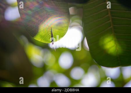 Insekten fliegen überall im tropischen Dschungel von südvietnam Stockfoto