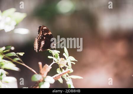 Insekten fliegen überall im tropischen Dschungel von südvietnam Stockfoto