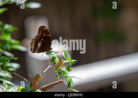 Insekten fliegen überall im tropischen Dschungel von südvietnam Stockfoto