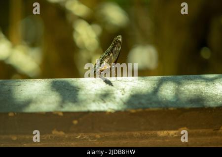 Insekten fliegen überall im tropischen Dschungel von südvietnam Stockfoto