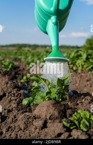 Eine Gießkanne aus Kunststoff gießt Wasser auf die Betten. Nahaufnahme eines Kartoffelbetts, das aus einer Gießkanne gegossen wird Stockfoto