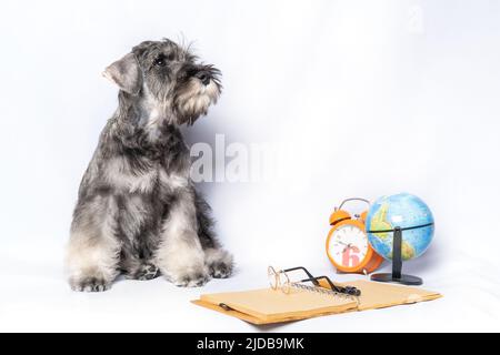 Miniatur-Schnauzer in weiß und grau neben Notizbuch und Stift, Uhr, Globus auf hellem Hintergrund, Kopierraum. Hundeschüler. Zurück zu scho Stockfoto