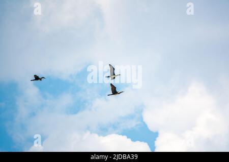 Drei schwarze Kormorane fliegen in blauem Himmel. Der große Kormoran, Phalacrocorax carbo, bekannt als der große schwarze Kormoran oder der schwarze Shag. Stockfoto