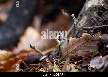 Der Candlesnuff-Pilz (Xylaria hypoxylon) wächst an der Basis eines Baumes Stockfoto