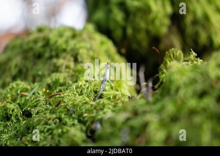 Candlesnuffpilz (Xylaria hypoxylon) in grünem Moos Stockfoto