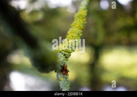 Kleiner Eichenzweig mit neuer Knospe isoliert auf einem natürlichen grünen Hintergrund Stockfoto