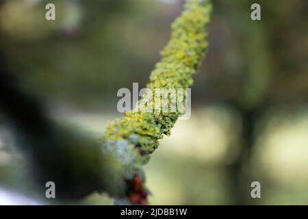 Kleiner Eichenzweig mit neuen Knospen isoliert auf einem natürlichen Hintergrund Stockfoto