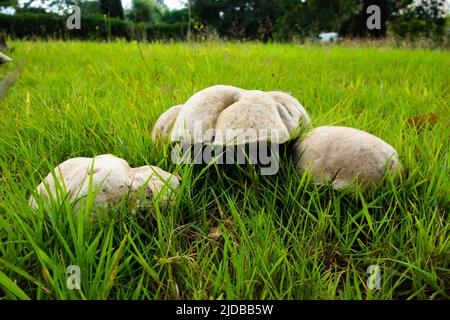 Drei riesige Kugelpilze auf einem Feld Stockfoto