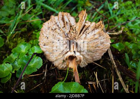 Unterseite eines einzelnen schmutzigen weißen Herbstpilzes auf einem natürlichen grünen Hintergrund Stockfoto