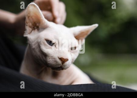 Nahaufnahme Porträt der Sphinx Katze, im grünen Gras, zu Fuß im Freien. Handstreichelende Katze Stockfoto