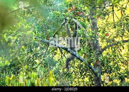 Ein wilder javan Gibbon (Hylobates moloch) in Bodogol, einer Forschungsstation im Mount Gede Pangango Nationalpark, der sich in Cicurug, Sukabumi, West Java, Indonesien befindet. Stockfoto