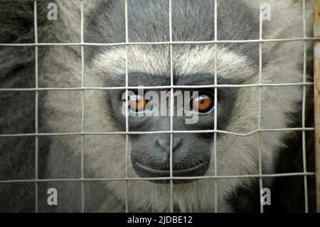 Ein javan Gibbon (Hylobates moloch, silvery gibbon) im Javan Gibbon Center (JGC), einem Gibbon Rehabilitationszentrum in Cicurug, Sukabumi, West Java, Indonesien. Stockfoto