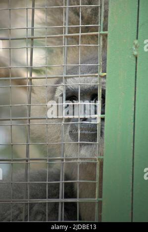 Ein javan Gibbon (Hylobates moloch, silvery gibbon) im Javan Gibbon Center (JGC), einem Gibbon Rehabilitationszentrum in Cicurug, Sukabumi, West Java, Indonesien. Stockfoto