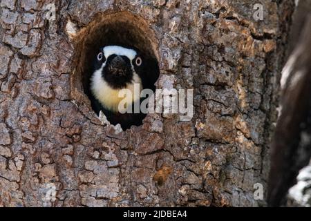 Ein Eichelspecht (Melanerpes formicivorus), der aus dem Baumloch schaut, wo er in Sonoma County, Kalifornien, USA, brütet. Stockfoto