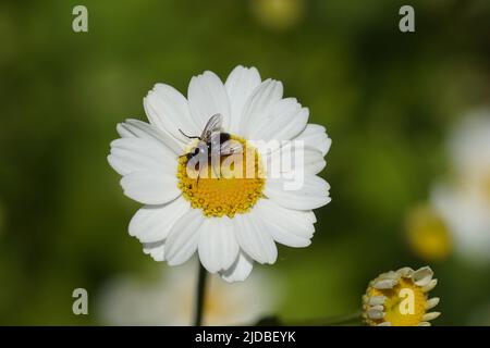 Die Fliege rhinophora lepida, Familie Rhinophoridae auf einer Blüte der Feverfew (Tanacetum parthenium), Familie Asteraceae. Juni, holländischer Garten. Stockfoto