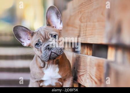 Porträt eines roten Rehkitz-Welpen mit großen grünen Augen Stockfoto