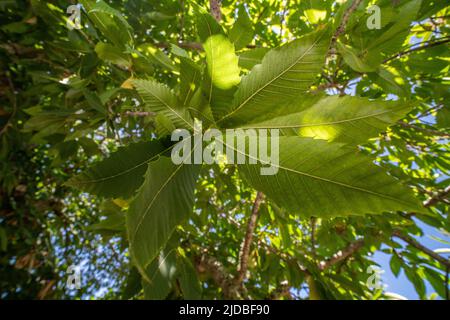 Spanische Kastanie auch bekannt als die Edelkastanie (Castanea sativa) im Ragle Ranch Park in Sebastopol, Kalifornien, USA. Stockfoto