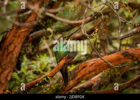 Schwertschnabel-Kolibri - Ensifera ensifera auch Schwertschnabel, Andenregionen Südamerikas, Gattung Ensifera, ungewöhnlich langer Schnabel, um Nektar zu trinken Stockfoto