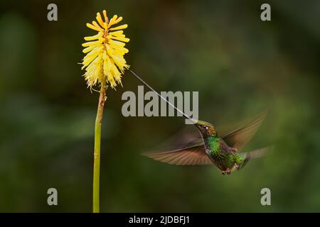 Schwertschnabel-Kolibri - Ensifera ensifera auch Schwertschnabel, Andenregionen Südamerikas, Gattung Ensifera, ungewöhnlich langer Schnabel, um Nektar zu trinken Stockfoto