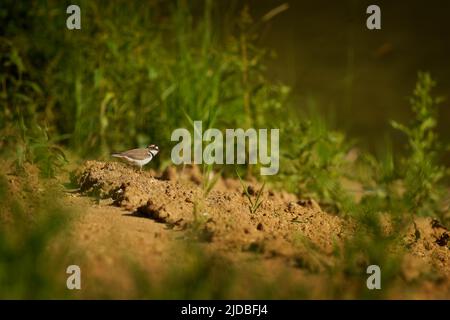 Kleiner Ringelpfeifer - Charadrius dubius kleiner watender Vogel im Süßwassersee, füttert und brütet, sitzt auf Eiern auf der Seite des Teiches EA Stockfoto