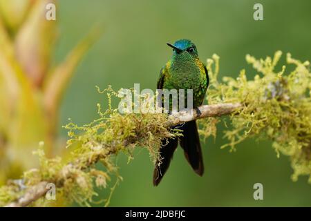 Saphir-belüfteter Kugelfisch - Eriocnemis luciani Kolibri in den Brillanten, ¨Stamm Helianthini in der Unterfamilie Lesbiinae, Vogel in Kolumbien, Ecuado gefunden Stockfoto