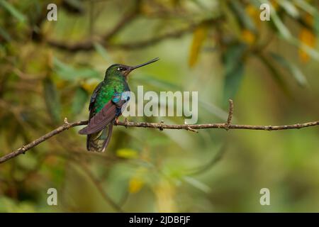 Große Sapphirewing - Pterophanes cyanopterus Kolibri in den Brillanten, Stamm Helianthini in der Unterfamilie Lesbiinae, Vogel in Bolivi gefunden Stockfoto