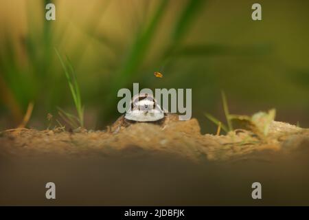 Kleiner Ringelpfeifer - Charadrius dubius kleiner watender Vogel im Süßwassersee, füttert und brütet, sitzt auf Eiern auf der Seite des Teiches EA Stockfoto