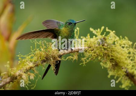 Saphir-belüfteter Kugelfisch - Eriocnemis luciani Kolibri in den Brillanten, ¨Stamm Helianthini in der Unterfamilie Lesbiinae, Vogel in Kolumbien, Ecuado gefunden Stockfoto