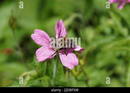 Narcissus Bulb Fly (Merodon equestris), Familie Schwebfliegen (Syrphidae) auf einer Blume von Geranium endressii. Familie Geraniaceae. Juni, Niederlande Stockfoto