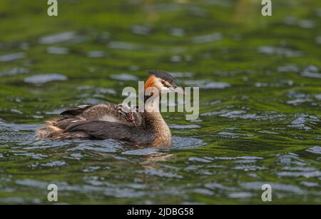 Great Crested Grebe Podiceps cristatus mit einem Paar Jungen im RSPB-Naturschutzgebiet von Lakenheath Fen, Suffolk, Großbritannien Stockfoto