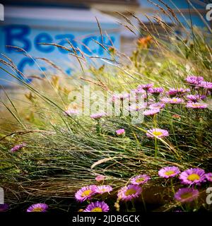 Michaelmas-Gänseblümchen wachsen im langen Gras vor dem Beach Cafe Stockfoto