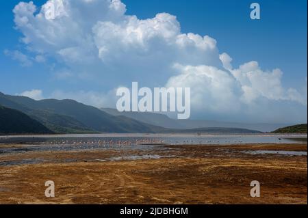 Eine Herde Flamingos, die im seichten Lagunenwasser watten. Afrikanische Landschaft, See im Nationalpark von Kenia Stockfoto
